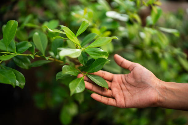 How Our Tree Care Process Works  in  Cupertino, CA